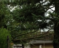 fallen tree on roof
