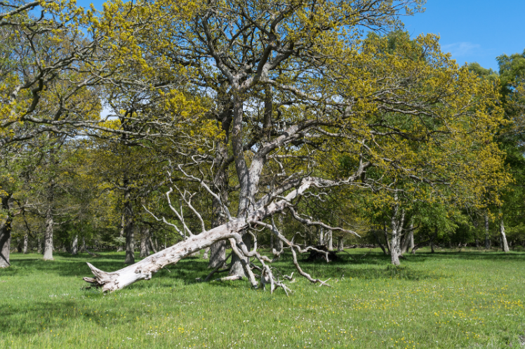 fallen tree in yard