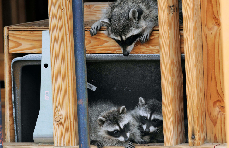 group of raccoons